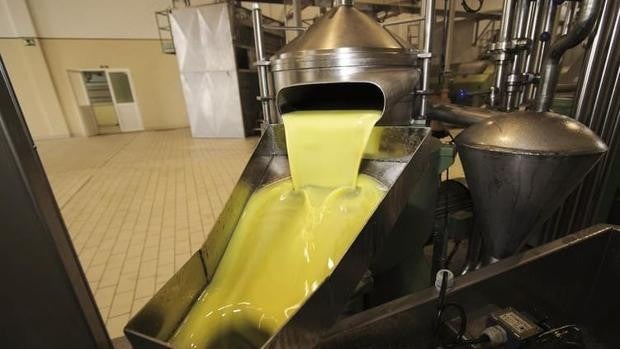 La producción de aceite de oliva bajará en la próxima campaña por el calor y la falta de lluvias