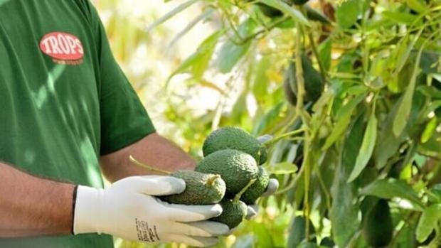 Trucos para elegir un aguacate ‘en su punto’: ¿sabes identificarlo?