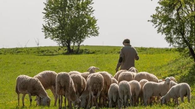 Ecoesquemas: la última pieza para que el puzle de la PAC encaje con el modelo andaluz