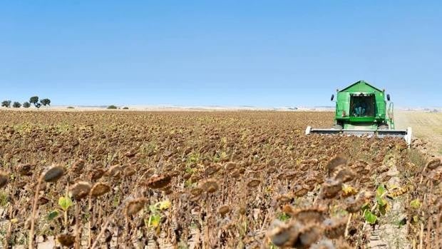 Los bajos rendimientos del girasol empañan una campaña con buenos precios