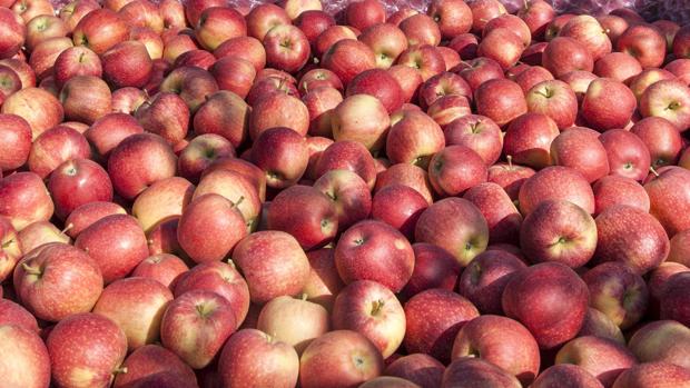 España pierde: una de cada dos manzanas son extranjeras
