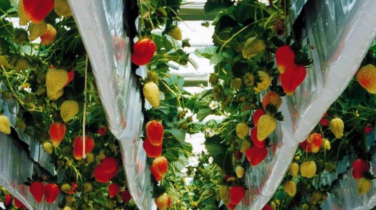 Almería acaparó el 48% de las exportaciones de productos hortofrutícolas en Andalucía
