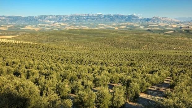 Andalucía producirá unas 1.050.300 toneladas de aceite de oliva, un 5,5% menos menos que el año pasado