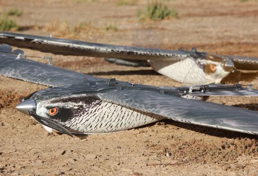 Dron biomimética Gavizor que se asemeja a un ave rapaz