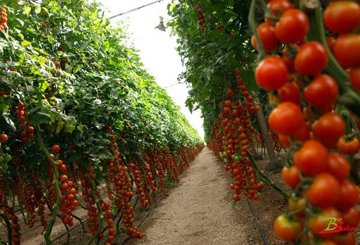 Los invernaderos entierran sus estigmas en abono tecnológico