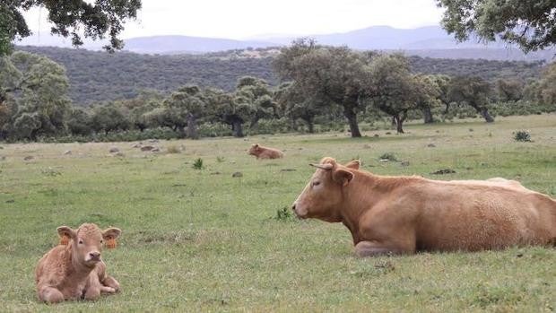 Los ganaderos podrán hacer desbroces subvencionados en la dehesa sin comprometer las ayudas PAC