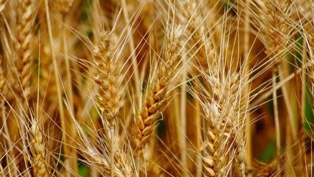 Hortalizas, frutas y cereales, los cultivos con más «valor» en 2020