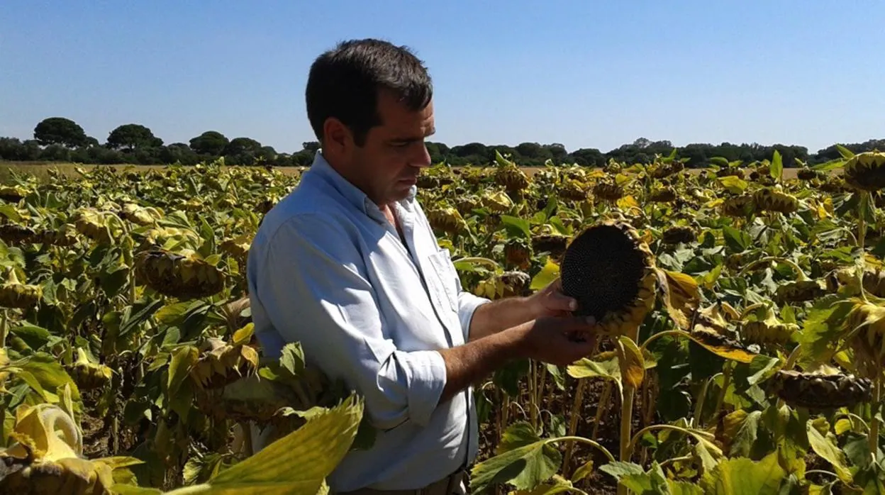 Gracias a semillas que pueden plantarse antes de su temporada natural y que tienen un ciclo de vida más corto, el agricultor Pedro Gallardo ha conseguido duplicar el rendimiento de su plantacion de girasol