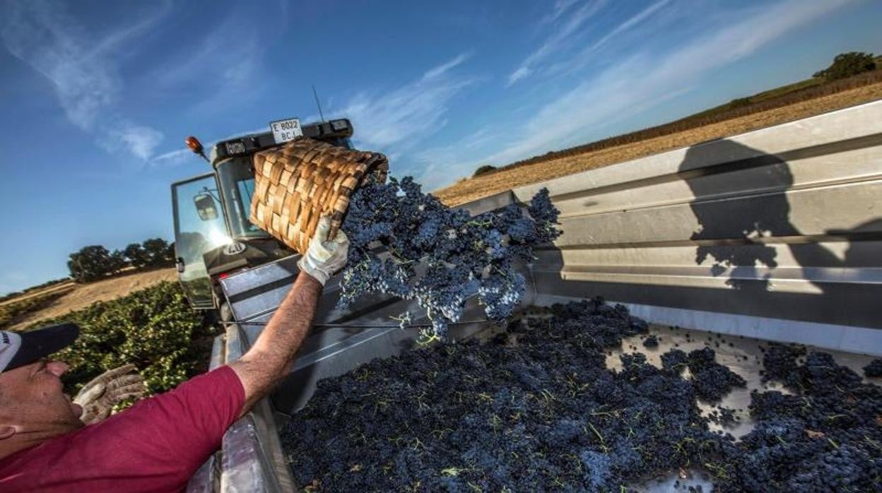 Las ventas de vino de Ribera del Duero vuelven a cifras prepandémicas y crecen un 9% respecto a 2019