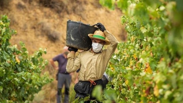 «Trocear una marca tan internacional como Rioja sería dramático»