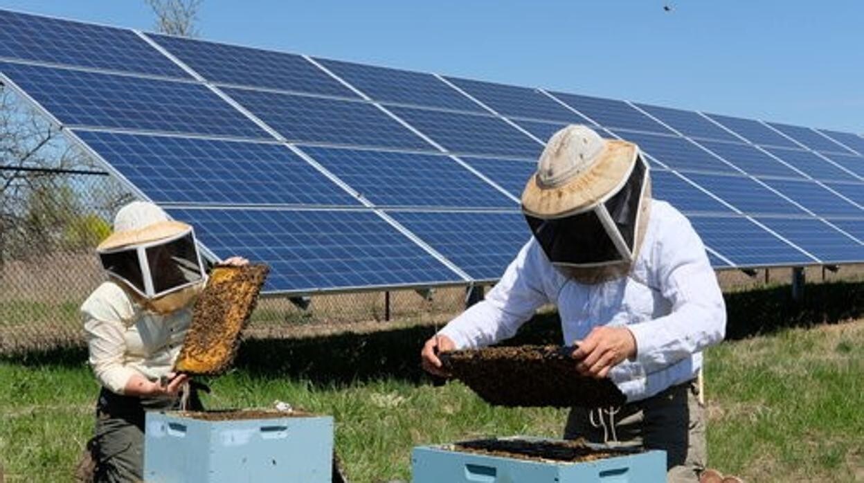 Endesa tiene un proyecto de apicultura en el interior de sus plantas fotovoltaicas en Carmona