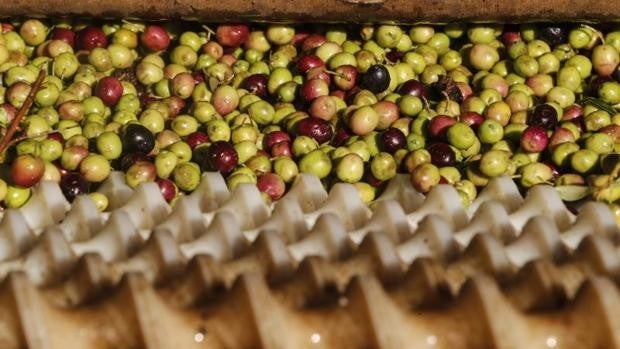 Los olivareros ultiman un certificado propio para blindar al aceite de oliva español