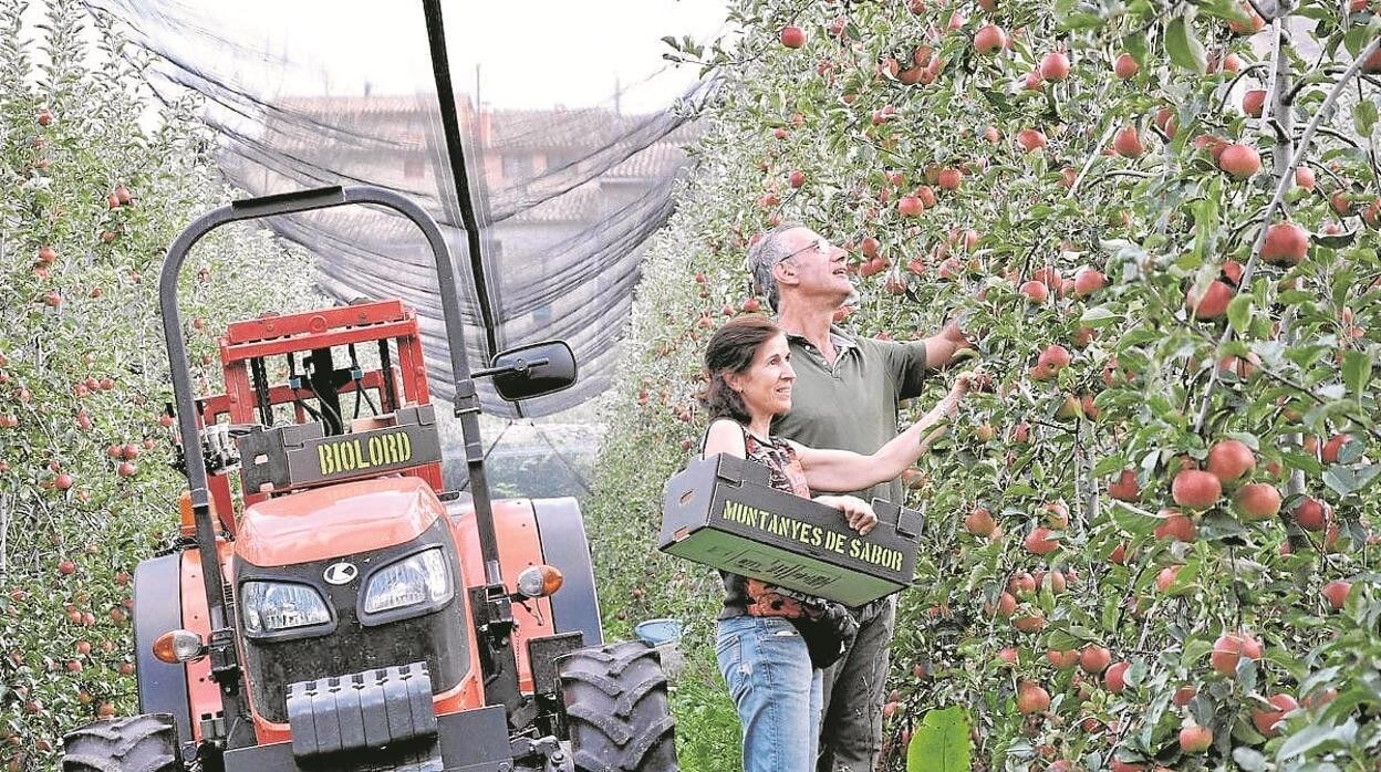 Inma y David gestionan la explotación agrícola Cal Felipó, en la que cultivan manzanas a 900 metros de altitud