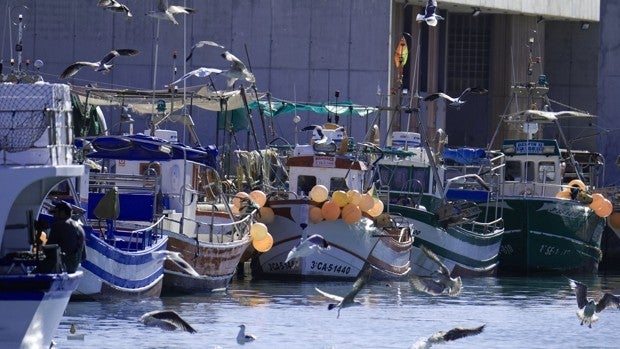 Andalucía pescará 460 toneladas menos de merluza y 20 menos de cigalas en Cádiz y Huelva en 2022