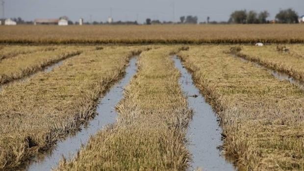 Con menor superficie cultivada y más rendimiento: así se está desarrollando la campaña del arroz en Andalucía