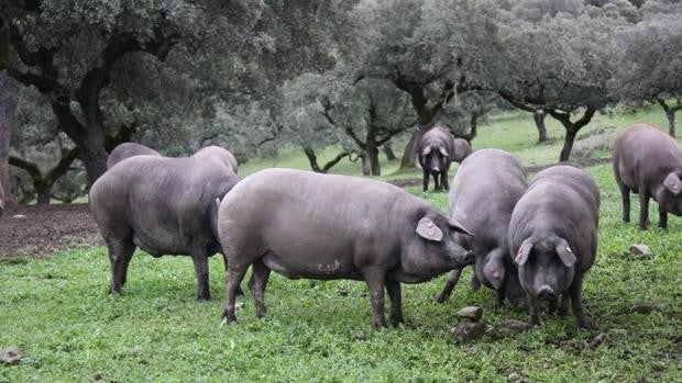 El sector del ibérico toma medidas frente al Covid-19: estas son las nuevas directrices