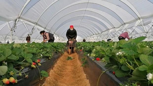 Los primeros temporeros de Ecuador se incorporan a la recolección de frutos rojos en Huelva