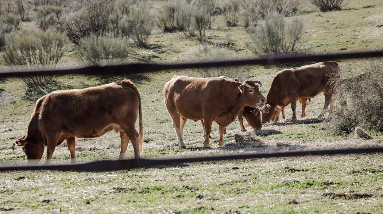 Una producción de ganadería extensiva en Colmenar Viejo
