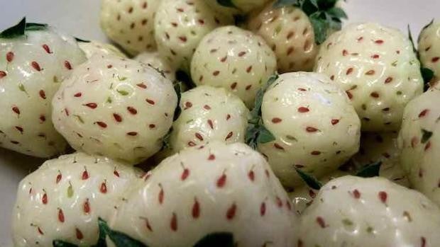 La peculiar fresa blanca onubense que apasiona a los japoneses y supera los 40 €/kg