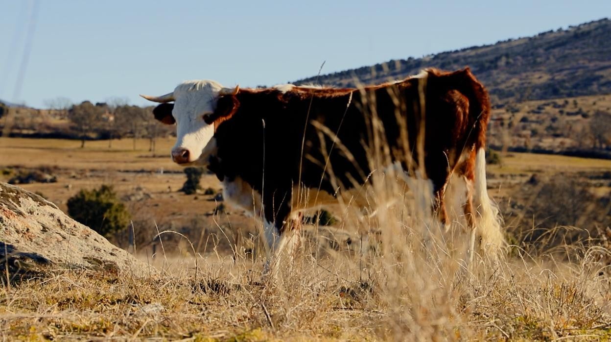 Así se produce la carne en España: más allá de la realidad de las macrogranjas