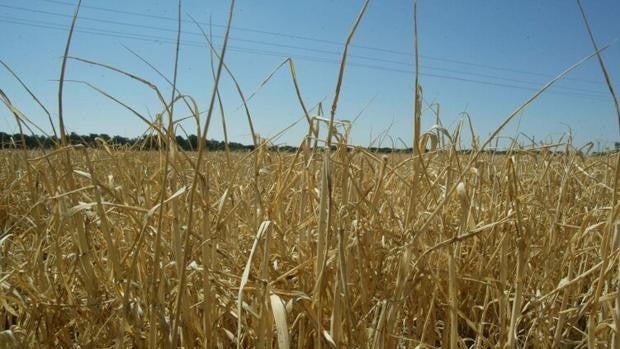 Sequía y altos precios en los mercados cerealistas