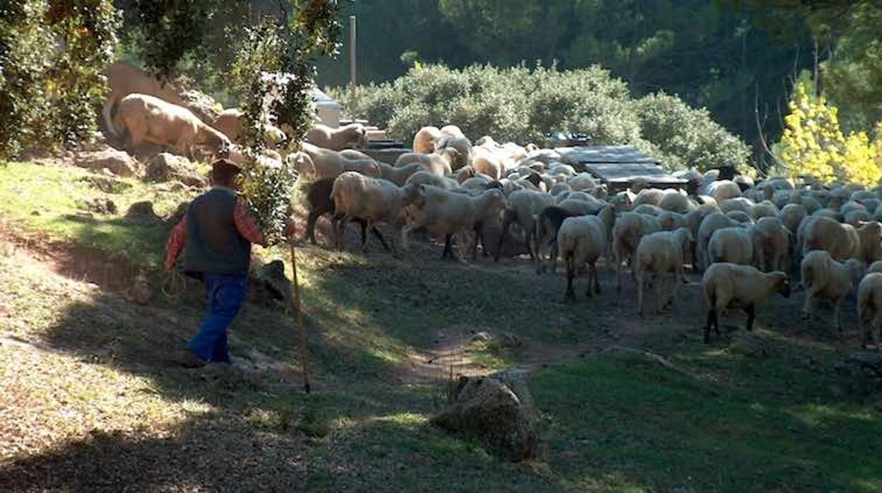 El drama de los ganaderos cordobeses: sin agua, sin pastos y sin que el seguro cubra las pérdidas