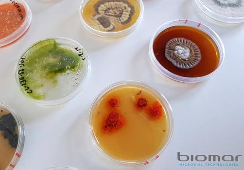 Investigación de hongos marinos en el laboratorio de Biomar