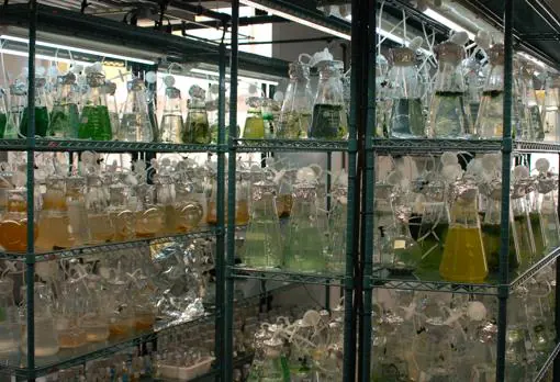 Laboratorio del Banco Español de Algas: es la cámara de cultivo donde se ensayan cepas de microalgas para evaluar su crecimiento y producción de bioactivos