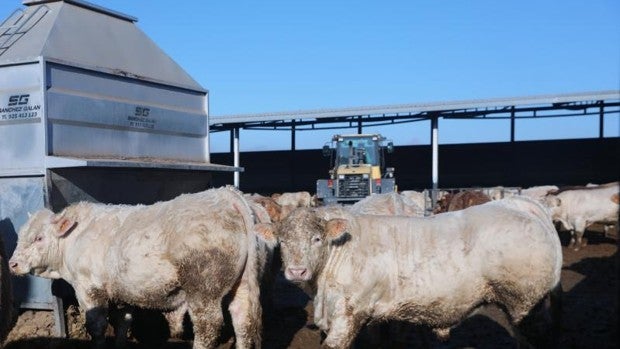 División en el sector ganadero sobre la limitación de las macrogranjas