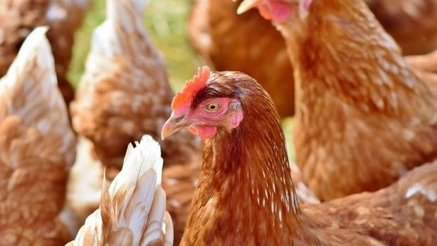 Sevilla concentra el 75% de los casos de gripe aviar detectados en Andalucía