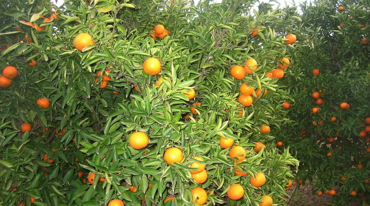 Plantación de mandarinas en Castellón