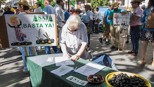 Los productores de aceituna de mesa perderán cinco millones diarios al parar su actividad desde este viernes