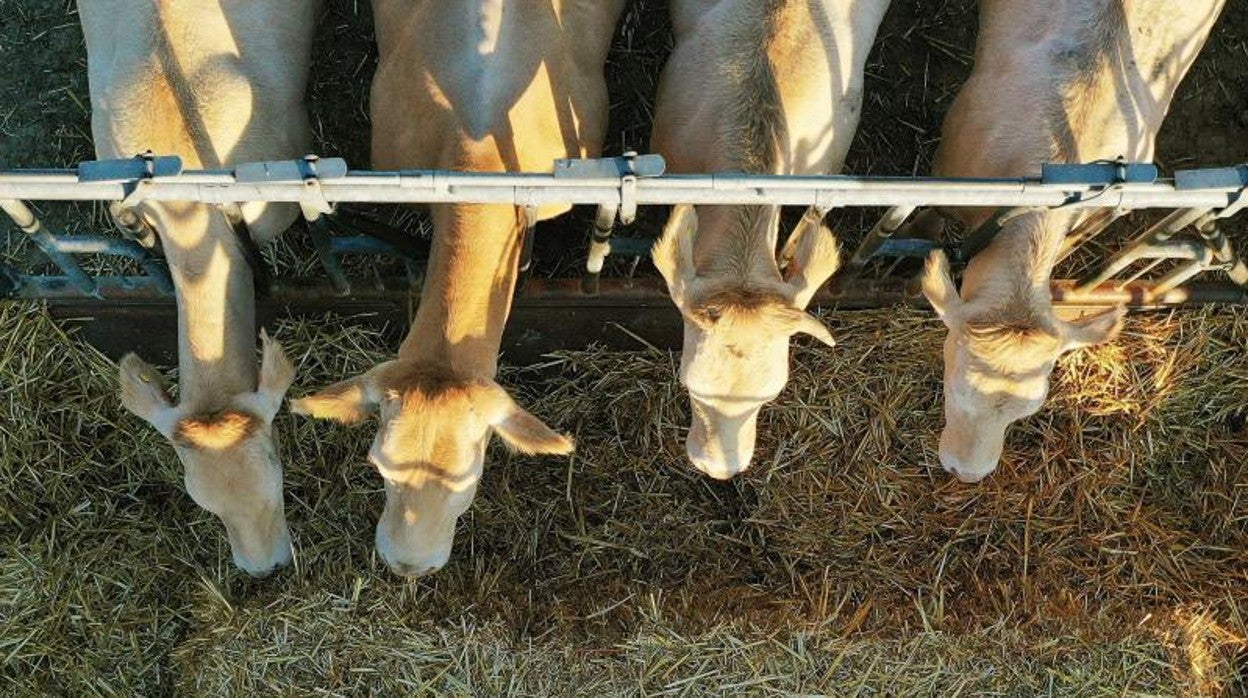 «Si no suben los camiones, a finales de la semana que viene, habrá que sacrificar animales»