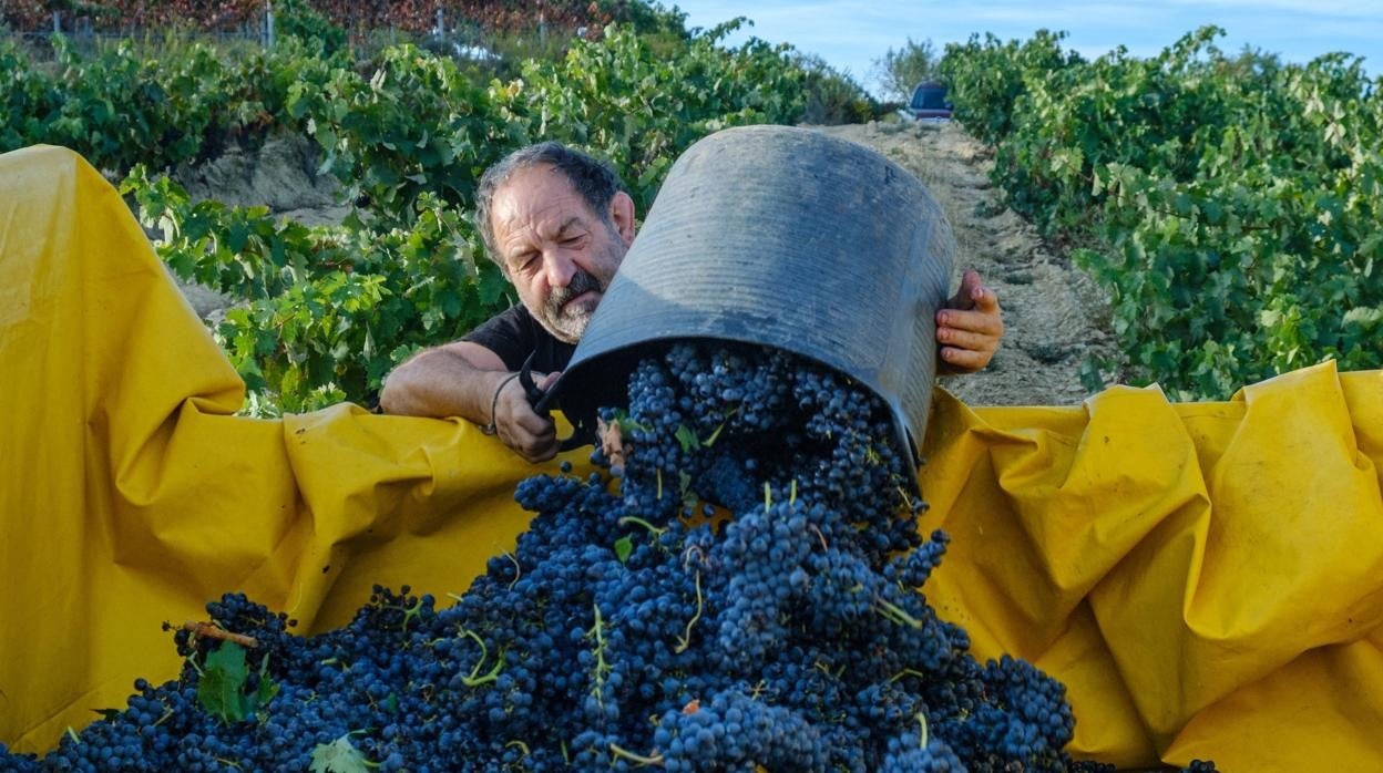 Trabajadores agrícolas vendimiando