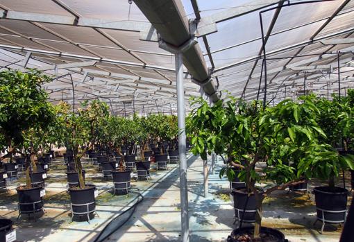 Árboles madre de cítricos protegidos con mallas antiinsectos del Banco de Germoplasma de Cítricos de Valencia.