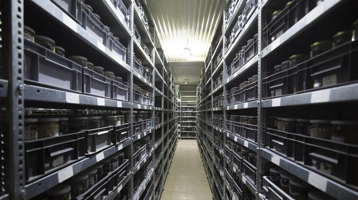 Cámara de conservación (a -18ºC) de las semillas de la colección base del Centro de Recursos Fitogenéticos (CRF). Es una copia de seguridad de las semillas que custodían todos los bancos del país