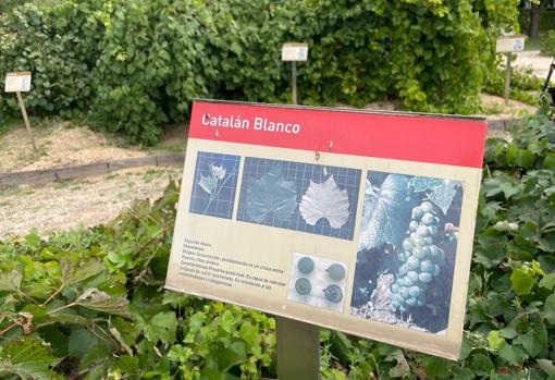 El Imida cuenta con la segunda colección más importante de variedades de vid del mundo