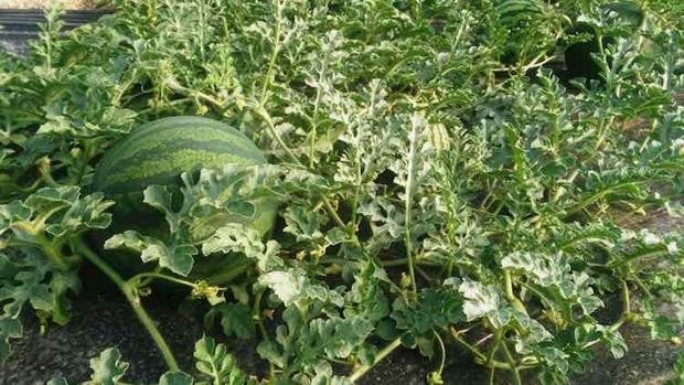 La calima y la falta de luz reducen la producción de sandía y melón en Almería