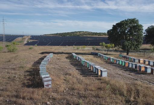 Colmenas en la planta Nuñez de Balboa (Badajoz), donde se pretende demostrar que las abejas potencian el rendimiento de los cultivos cercanos y mejoran los ecosistemas