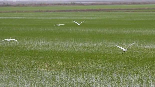 Los arroceros sólo podrán sembrar el 30% de la superficie por falta de agua