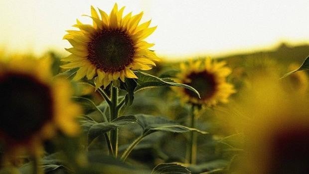 El girasol recupera este año casi la superficie perdida en una década