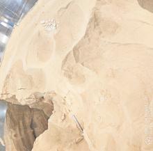 Este es el polvo que la startup navarra Ingredalia obtiene de troncos y floretes de brócoli