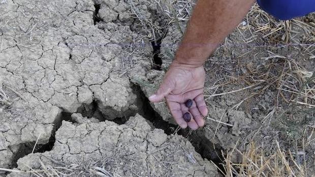 Estas son todas las ayudas frente a la sequía abiertas para el campo