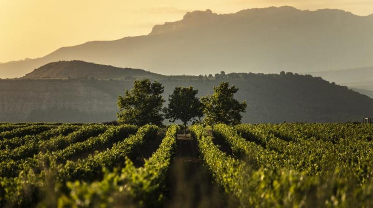 Los vinos de Rioja ya se exportan a 129 países, especialmente Reino Unido, Alemania y Estados Unidos