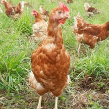 Las aves llegan a las instalaciones de Pazo de Vilane con 16 semanas y les enseñan a salir por las trampillas de las naves para pastorear a cielo abierto, a poner los huevos en los nidos, etc.
