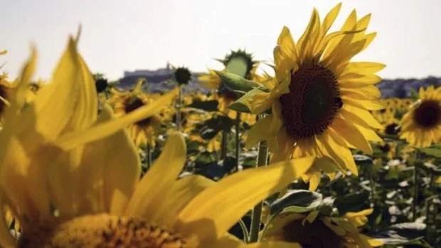 Bruselas quiere acabar con las ayudas al girasol y la colza en plena crisis  de materias