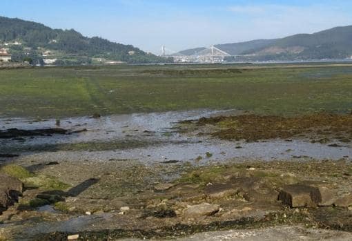 De las algas de arribazón que llegan a las costas gallegas cada año, se puede generar biogás, como ha demostrado el proyecto Valoralgae