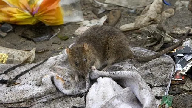 Una rata, en el centro de Madrid