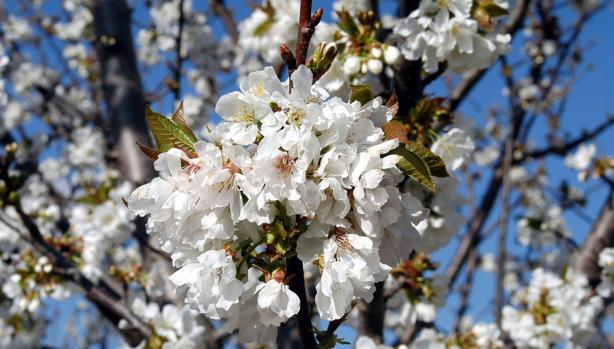 La floración en el Valle del Jerte es una de las más populares