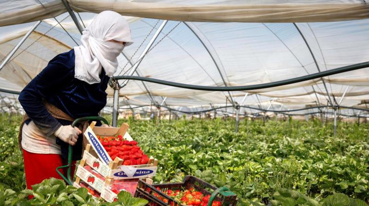 Una trabajadora marroquí en el campo de fresas